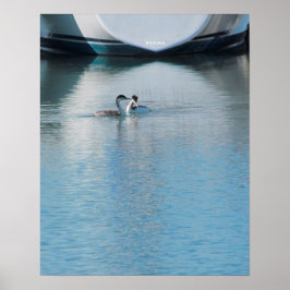 Poster - Grebes på Lugn Harbour