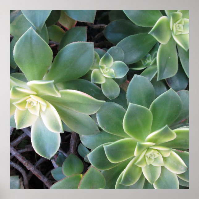 POSTER grönt (Framsidan)