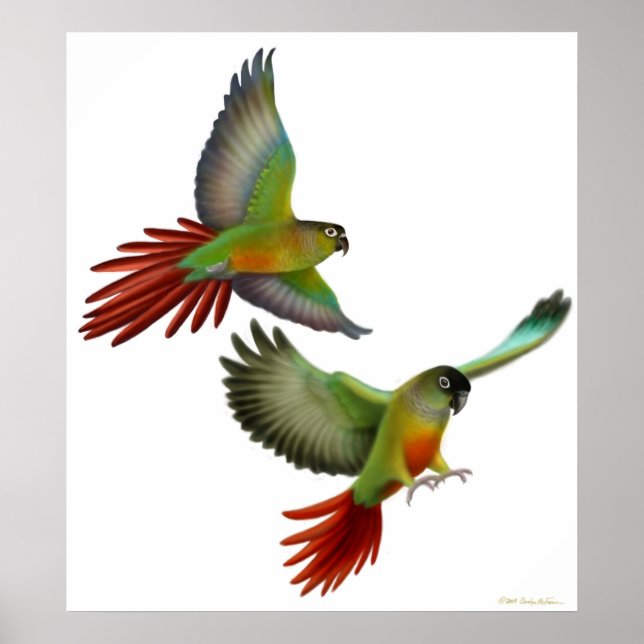 Poster grönt Cheek Conures (Framsidan)