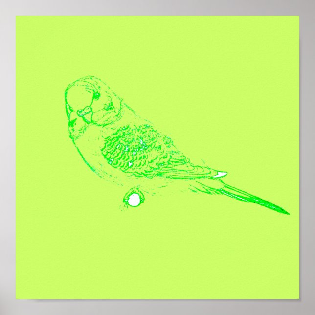 Poster grönt Parakeet (Framsidan)