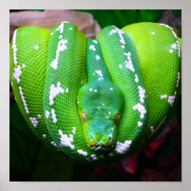 Poster grönt Snake (Framsidan)