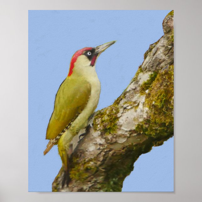 Poster grönt Woodpecker (Framsidan)