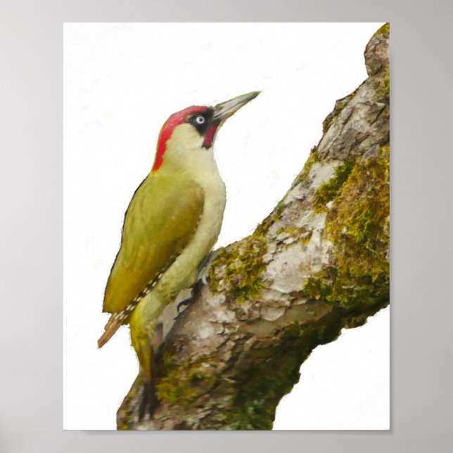 Poster grönt Woodpecker (Framsidan)