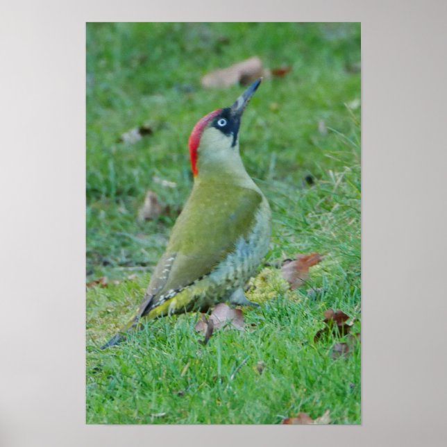 Poster grönt Woodpecker (Framsidan)