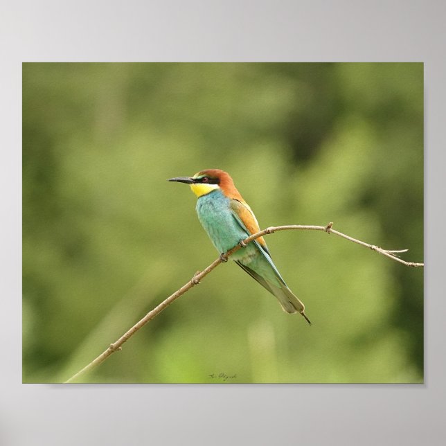 Poster guêpier d'europe (Framsidan)