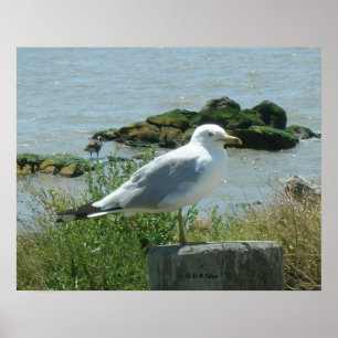 Poster - Gull vid inskickning