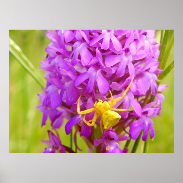 Poster gult Crab Spider (Framsidan)