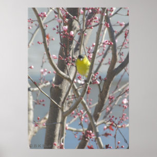 Poster - Gult Finch i Cherry träd