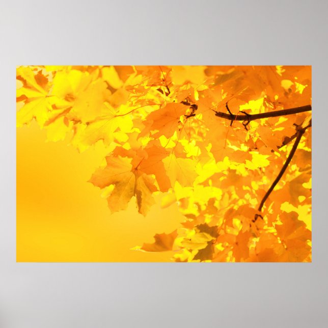 Poster gult Maple (Framsidan)