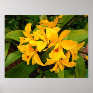 Poster: Gult Orchid Group Poster