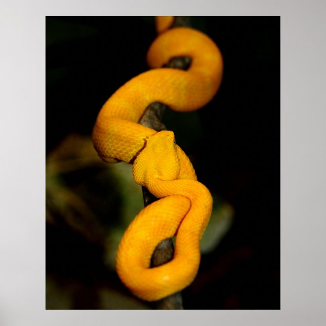 Poster gult Snake (Framsidan)