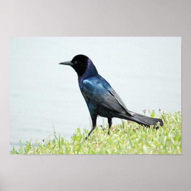 Poster hakar eller Kråka (Framsidan)