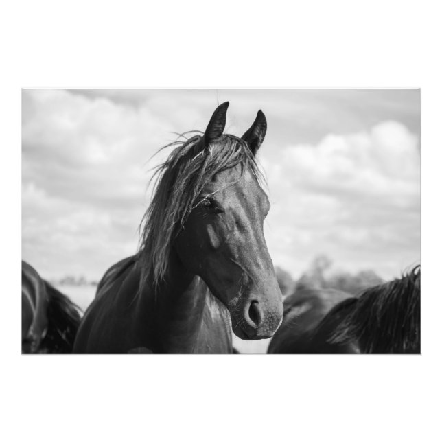 poster häst (Framsidan)