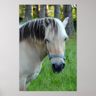 Poster häst