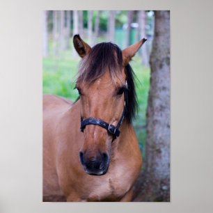 Poster häst