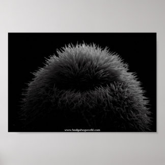 &poster hedgehog poster