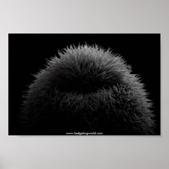 &poster hedgehog poster (Framsidan)
