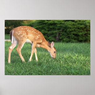 Poster hjort