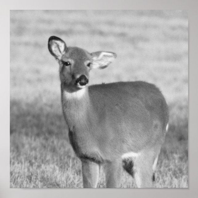 Poster hjort (Framsidan)