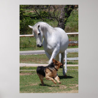 Poster HORSE & HUND PLAY