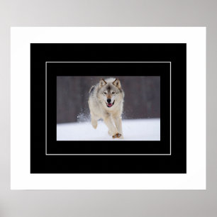 Poster-Howling-Varg Poster