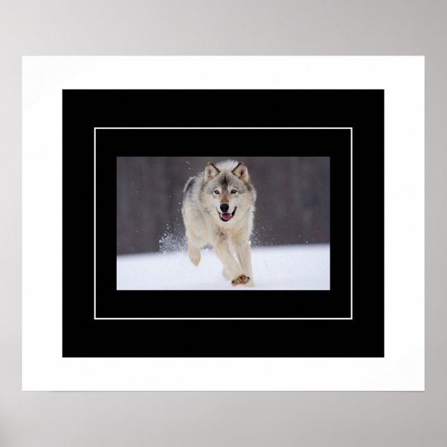 Poster-Howling-Varg Poster (Framsidan)