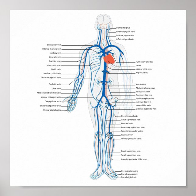 Poster Human Circulatory System of Veins (Framsidan)