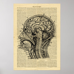 Poster Human Head Brain Anatomy på tidningen