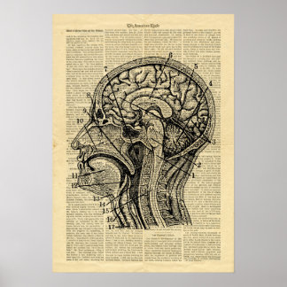 Poster Human Head Brain Anatomy på tidningen