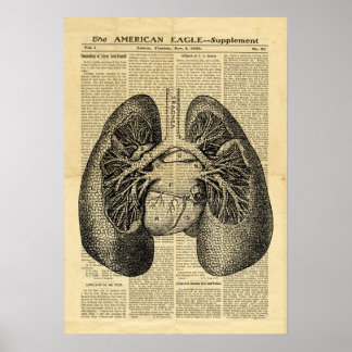 Poster Human Lungs Antique Anatomy på tidningen
