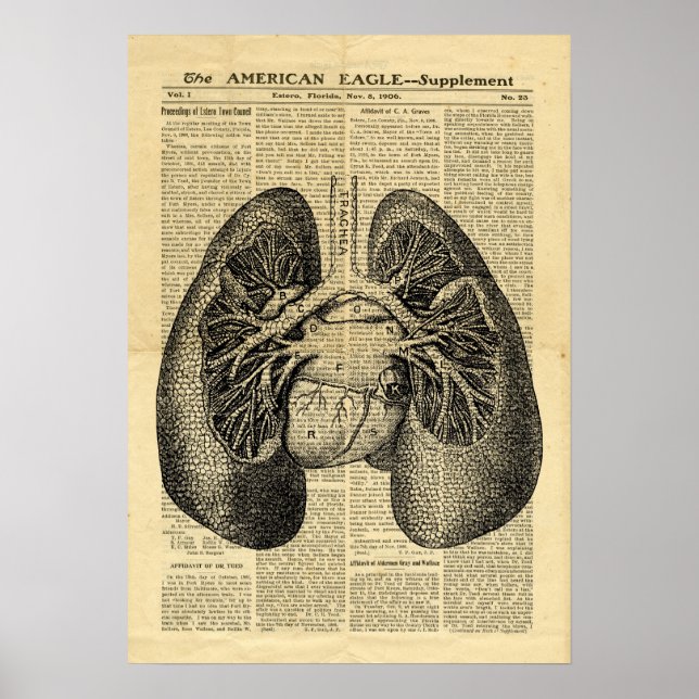 Poster Human Lungs Antique Anatomy på tidningen (Framsidan)