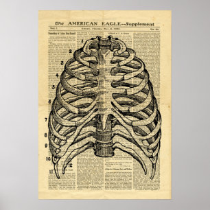 Poster Human Skeleton Thorax på tidningen