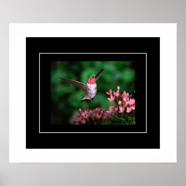 Poster-Hummingbird Poster (Framsidan)