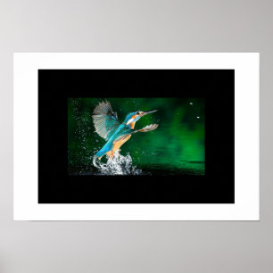 Poster-Hummingbird Poster