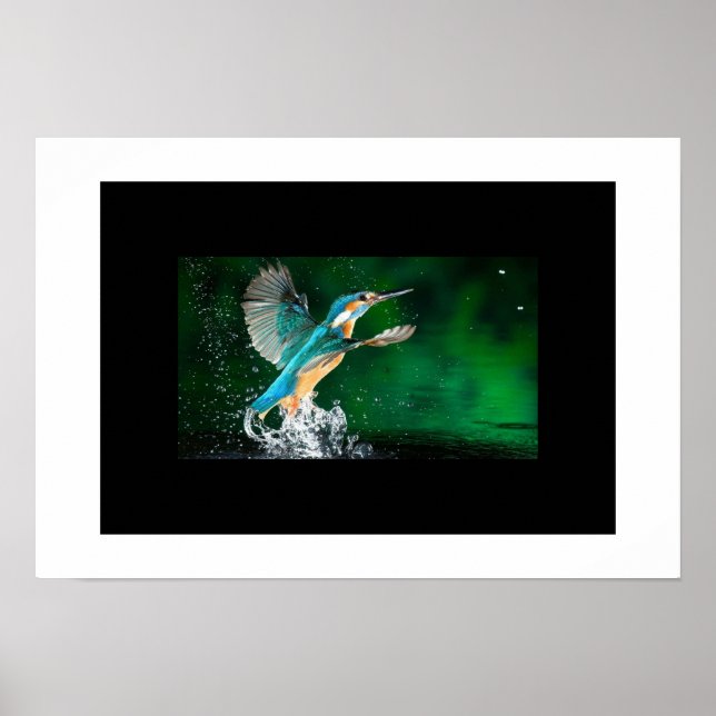 Poster-Hummingbird Poster (Framsidan)