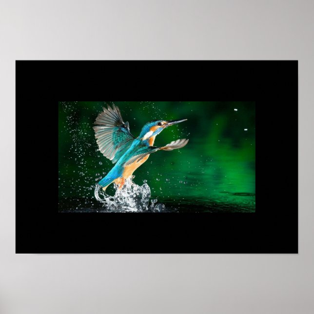 Poster-Hummingbird Poster (Framsidan)
