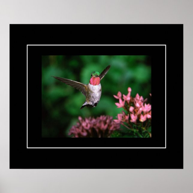 Poster-Hummingbird Poster (Framsidan)