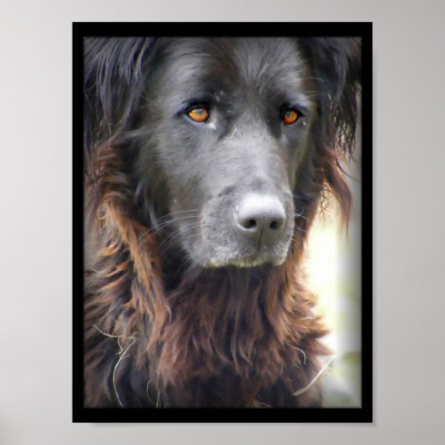 poster hund (Framsidan)