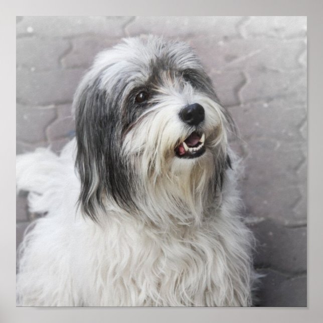 Poster hund (Framsidan)
