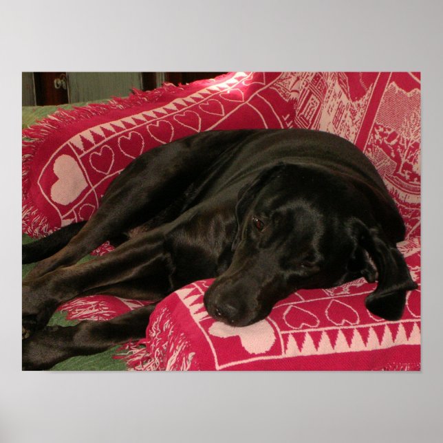 Poster Hund (Framsidan)