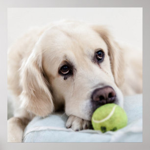 Poster Hund för att spara tid