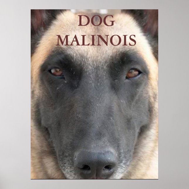 poster hund malinois (Framsidan)