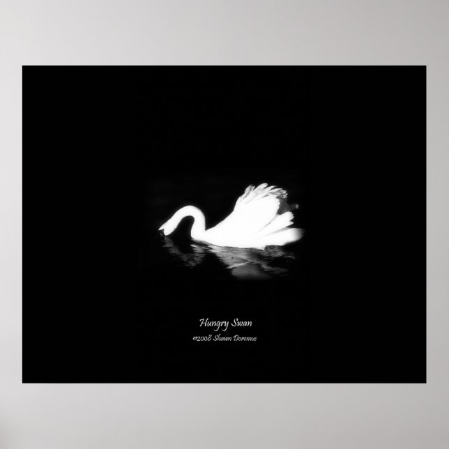 Poster, Hungriga Svan, Svartvit, Fotografi Poster (Framsidan)