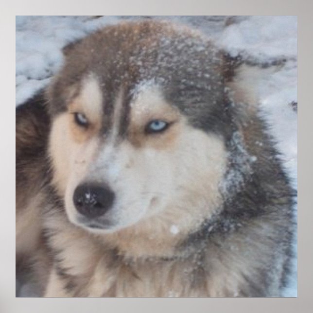 Poster Husky (Framsidan)