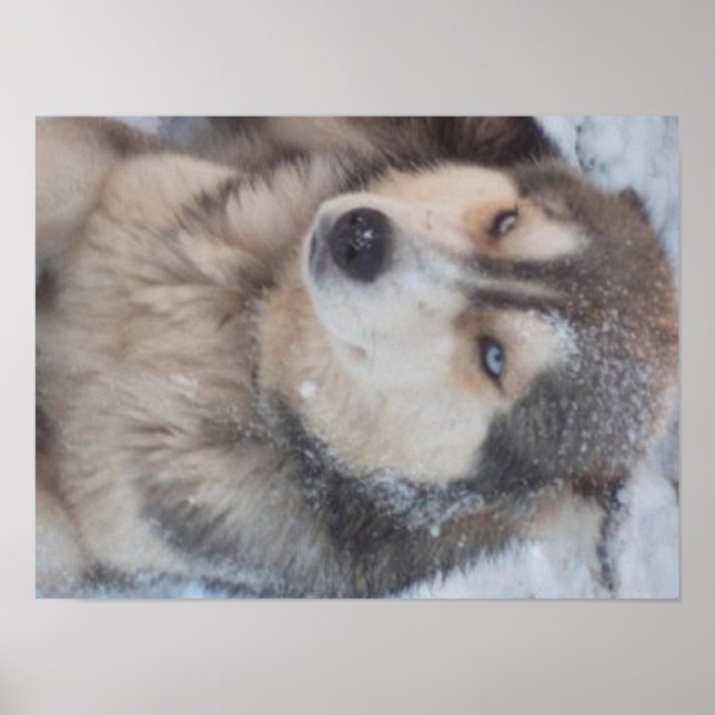 Poster Husky (Framsidan)