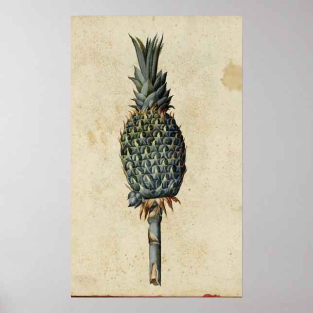 Poster i Antique Botany - Ananas (Framsidan)