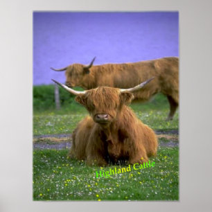 Poster i Highland-Cattle