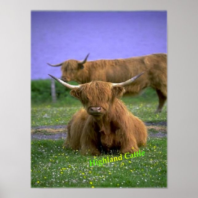Poster i Highland-Cattle (Framsidan)