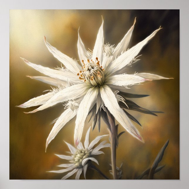 Poster i vit Edelweiss Flower Art Print (Framsidan)