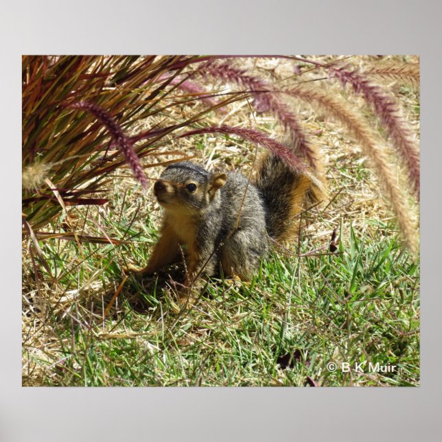 Poster - Inquisitive Squirrel (Framsidan)